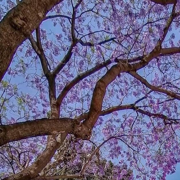 Meet your Posher, Frida - Picture 1 of 1